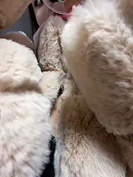 Stripchat Sex Cam for abbymnd